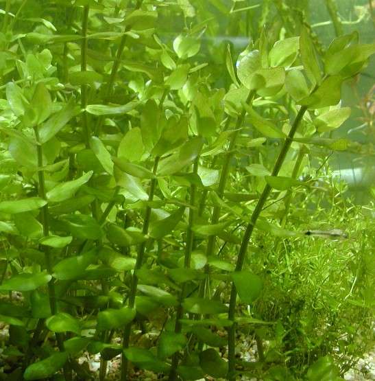 Bacopa amplexicaulis